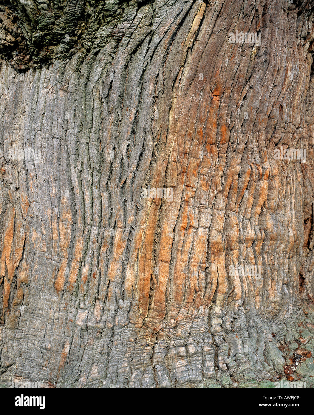Corteccia di quercia, dettaglio shot Foto Stock