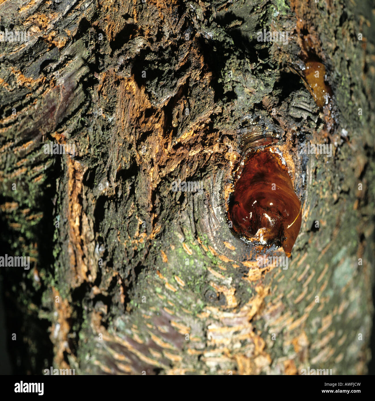 La ciliegia di corteccia di albero, dettaglio shot Foto Stock