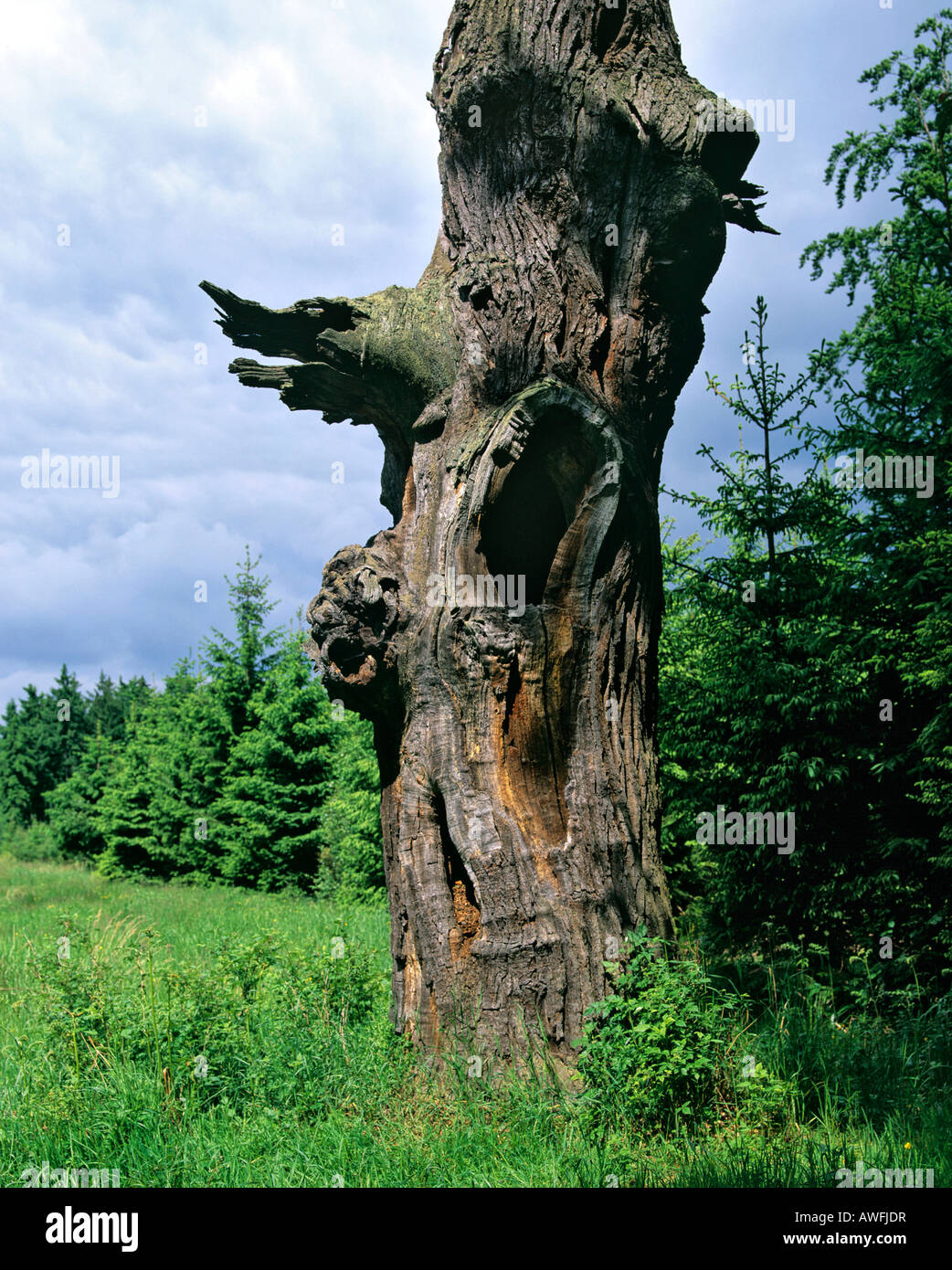 Weathered tronco di quercia, morto quercia con nodose corteccia Foto Stock