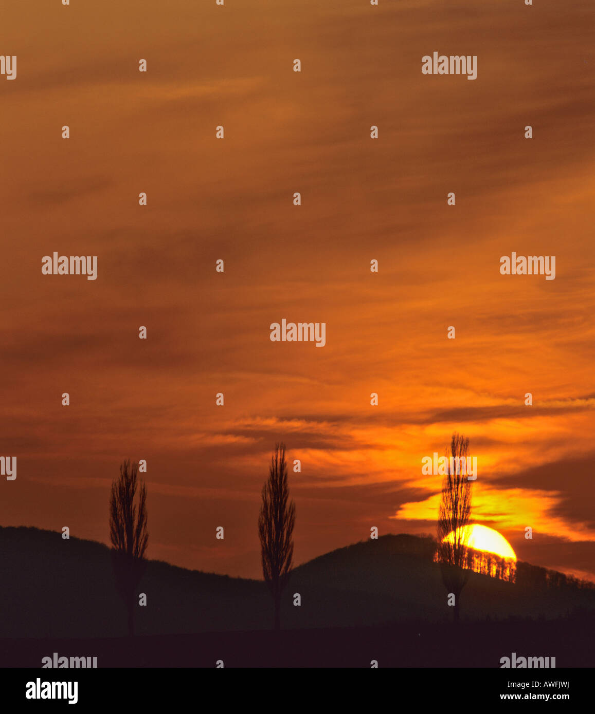 Pioppi stagliano contro il sole di setting e un incandescente cielo notturno Foto Stock
