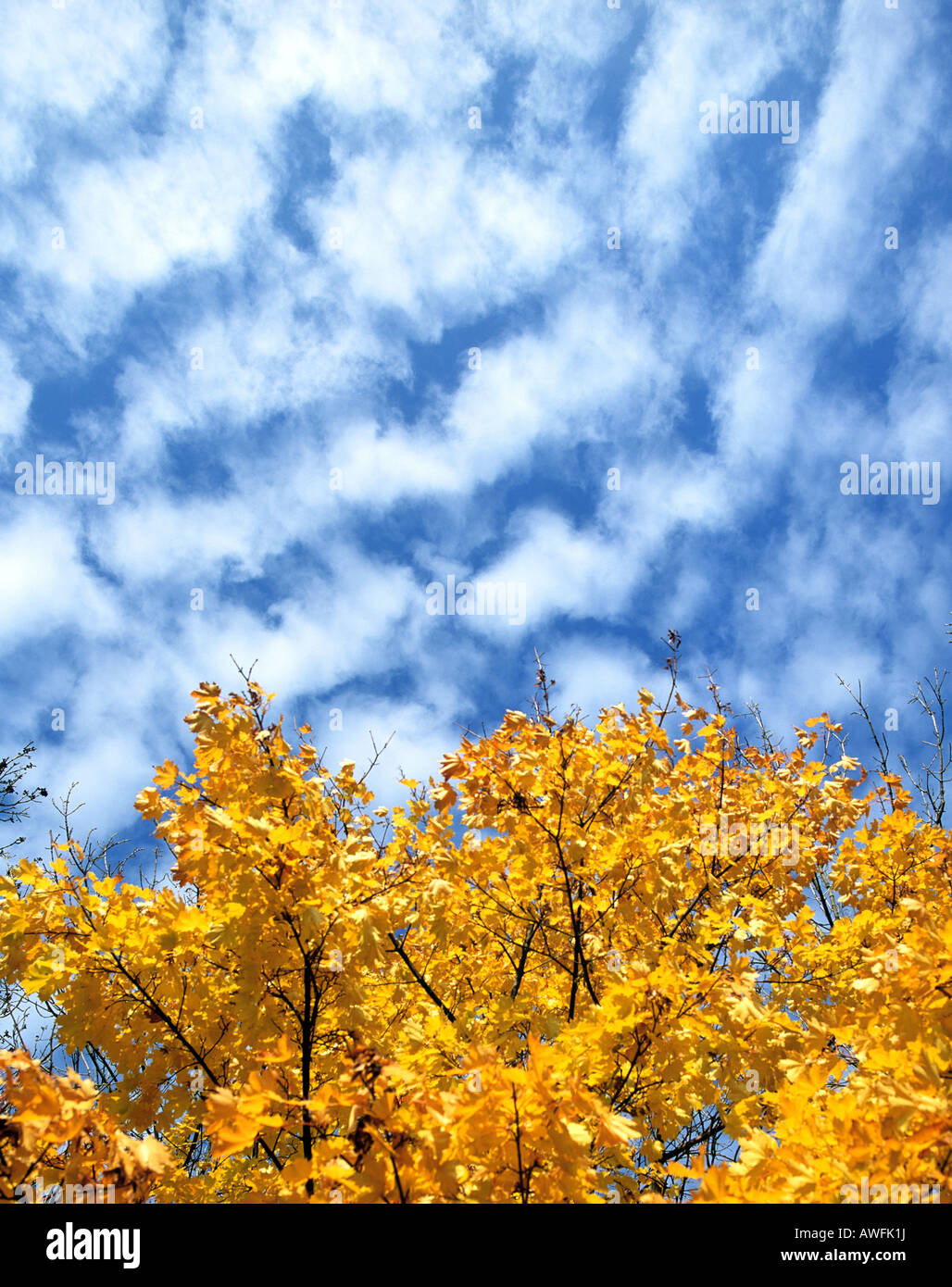 Altocumulus nubi in un cielo blu e autumn tree con oro-foglie colorate Foto Stock