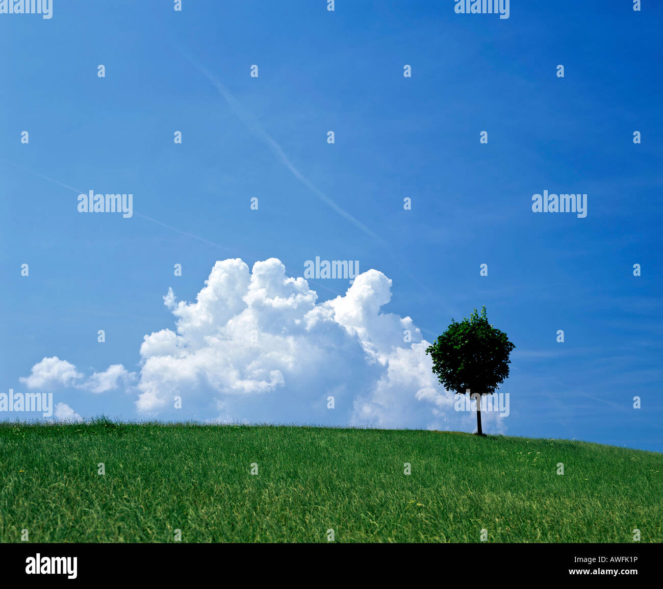 Prato erboso e Lone Tree con cumulus nubi in un cielo blu Foto Stock