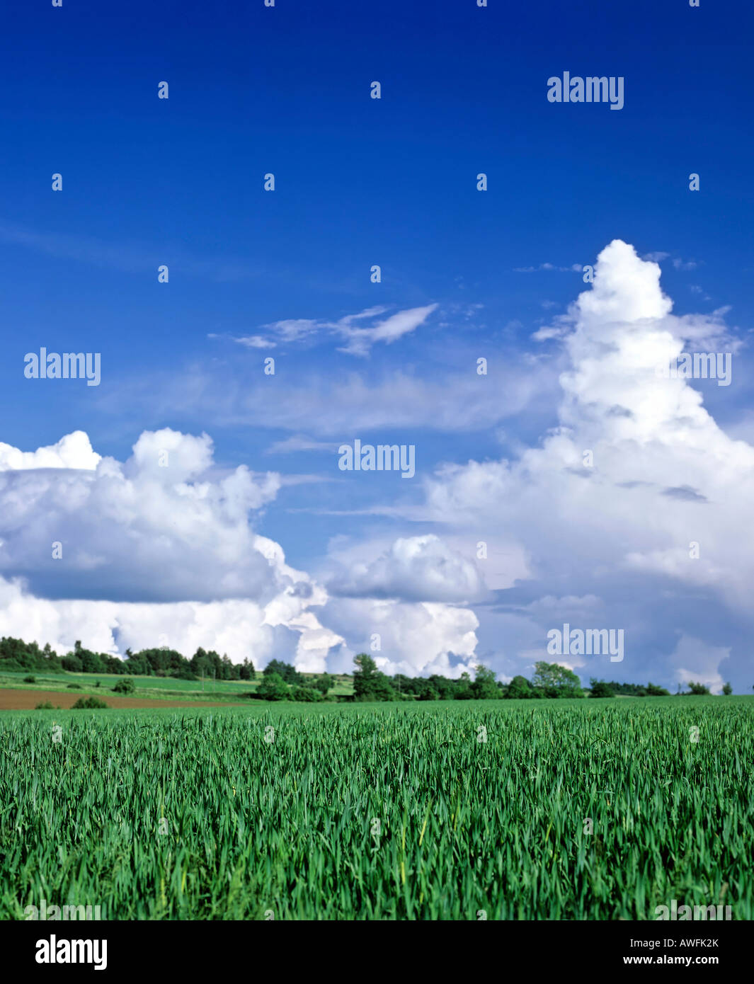 Cumulonimbus Teste di Tuono in un cielo blu, avvicinando temporale Foto Stock