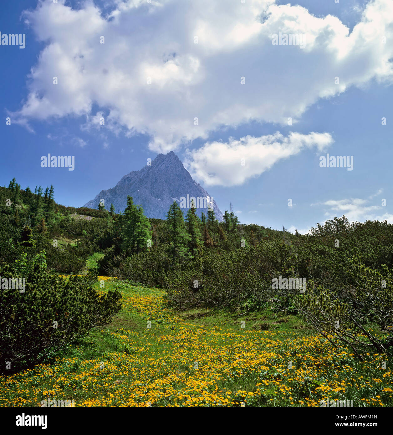 Prato di montagna e Mt. Hochkoenig, Berchtesgadener Alpi, Salzburger Land Austria, Europa Foto Stock