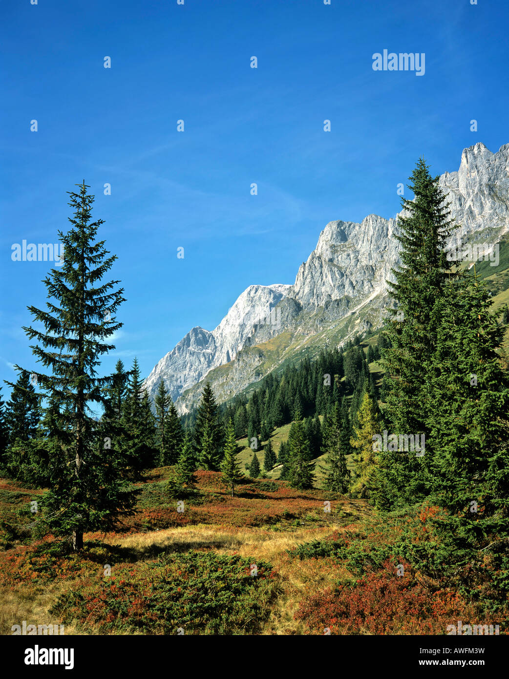 Alpine foreste di abete rosso, Austria, Europa Foto Stock