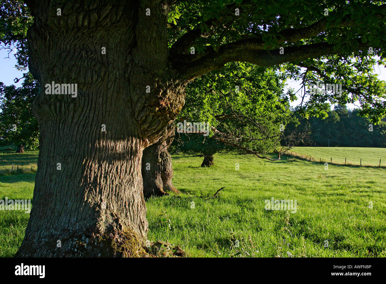 800 anni inglese querce da Tunhem in Svezia nella luce del mattino - farnia (Quercus robur) Foto Stock