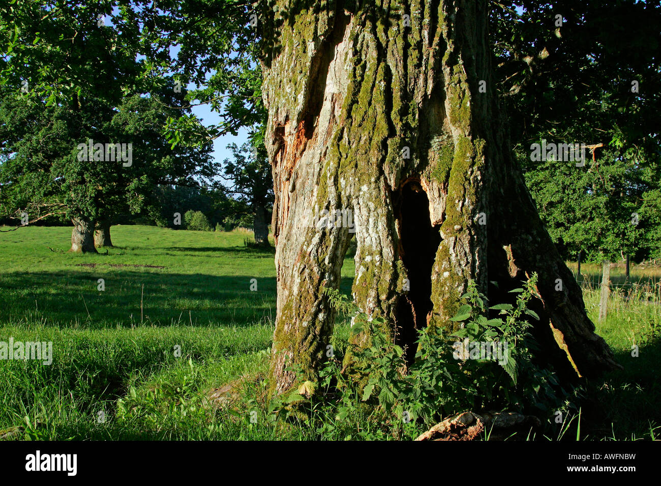 800 anni inglese querce da Tunhem in Svezia nella luce del mattino - farnia (Quercus robur) Foto Stock