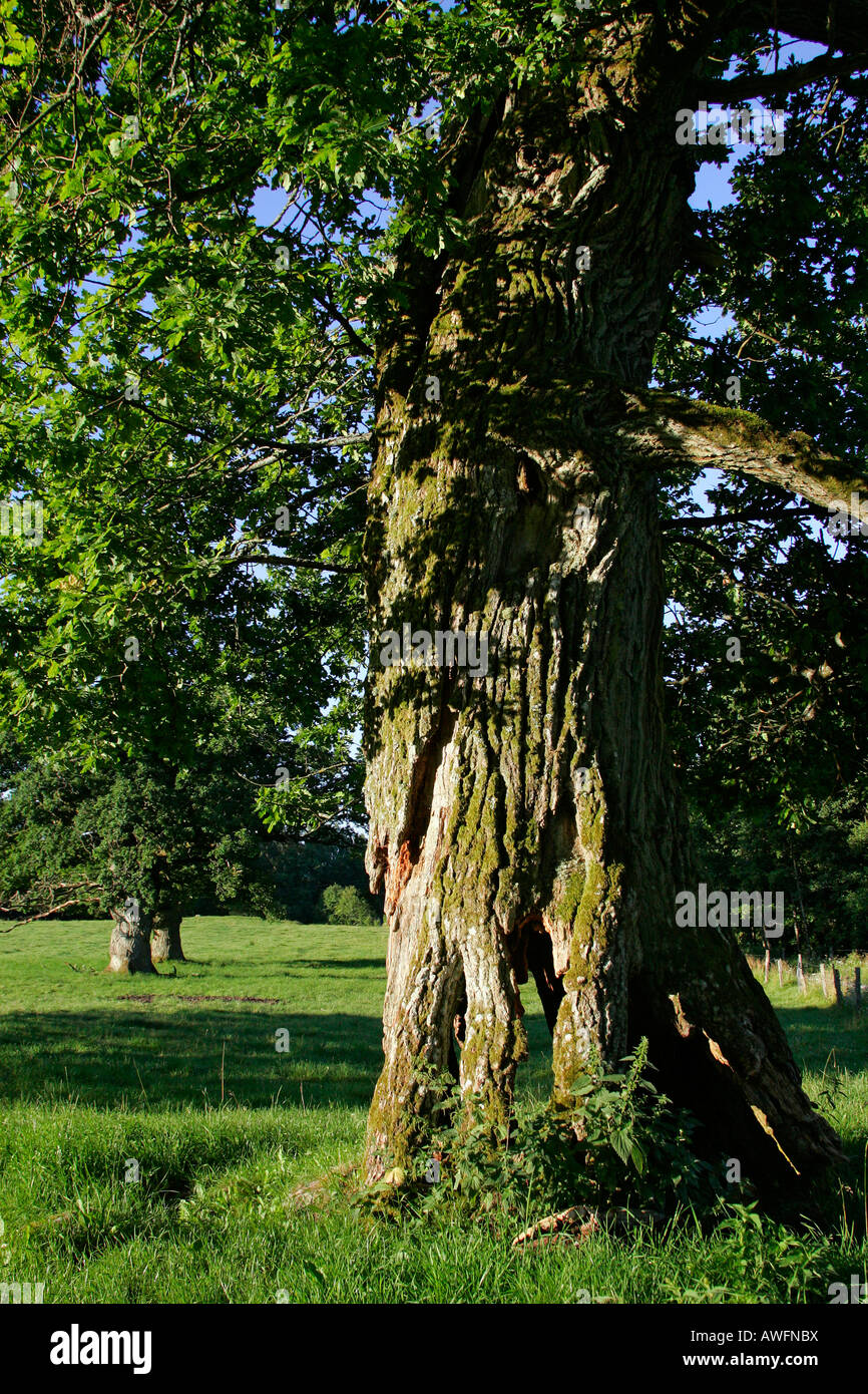 800 anni inglese querce da Tunhem in Svezia nella luce del mattino - farnia (Quercus robur) Foto Stock