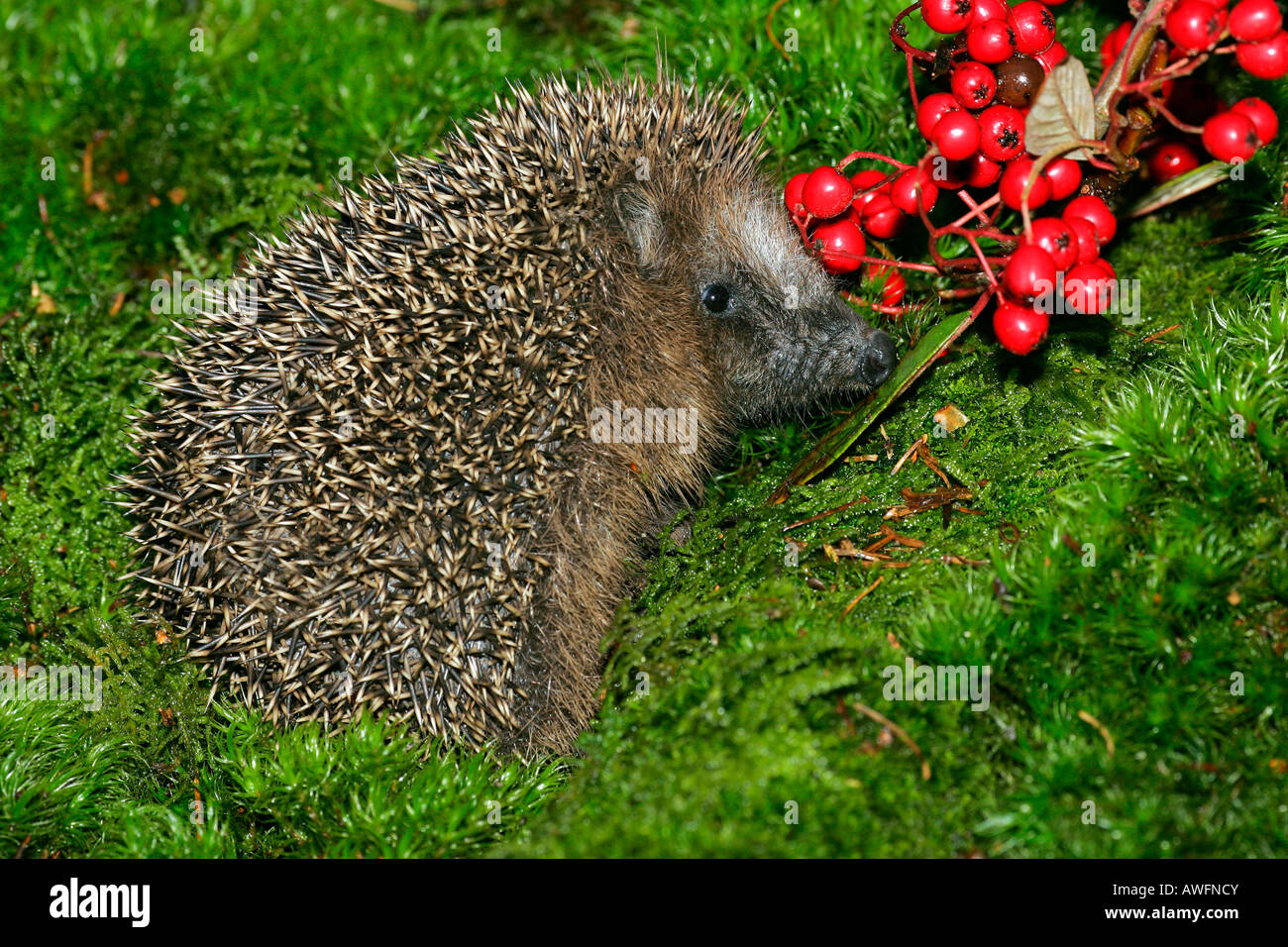 Giovani riccio in autunno (Western Riccio) (European Riccio) Foto Stock