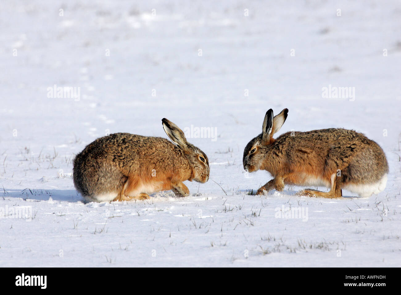 Due comunità lepri scava nella neve - rovistando in inverno (Lepus europaeus) Foto Stock