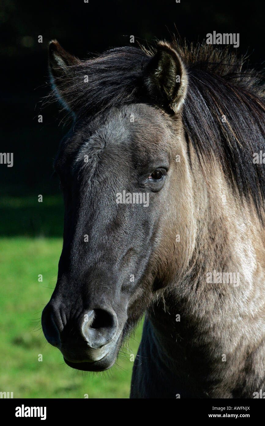 Cavalli Konik - ritratto (Equus przewalskii f. caballus) Foto Stock