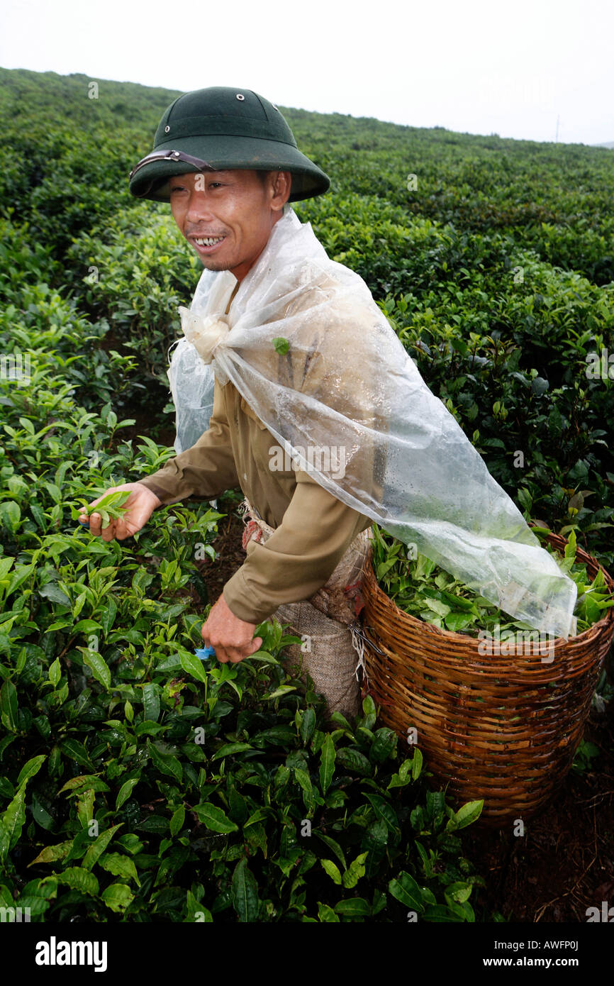 Raccoglitrice di tè su una di proprietà dello Stato la piantagione di tè, Tieu Khu 69, figlio La Provincia, Vietnam Asia Foto Stock