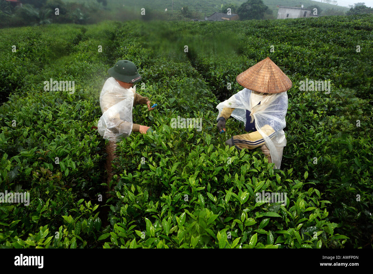 Raccoglitori di tè su una di proprietà dello Stato la piantagione di tè, Tieu Khu 69, figlio La Provincia, Vietnam Asia Foto Stock