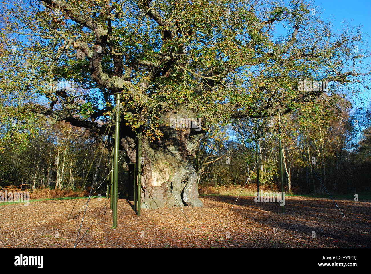 La quercia Major, Foresta di Sherwood Foto Stock