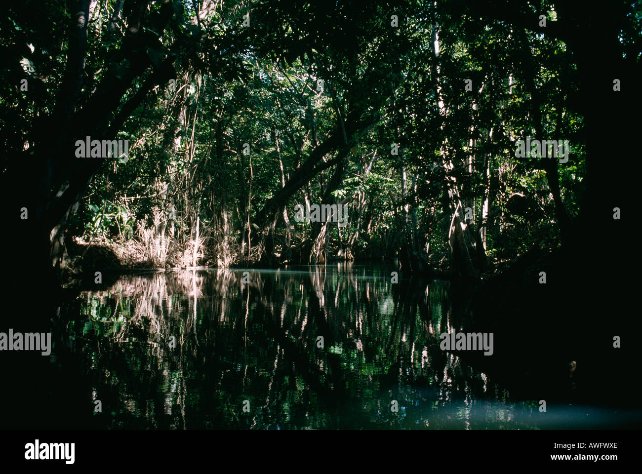 Indian River, vicino a Portsmouth, Commonwealth di Dominica. Foto Stock