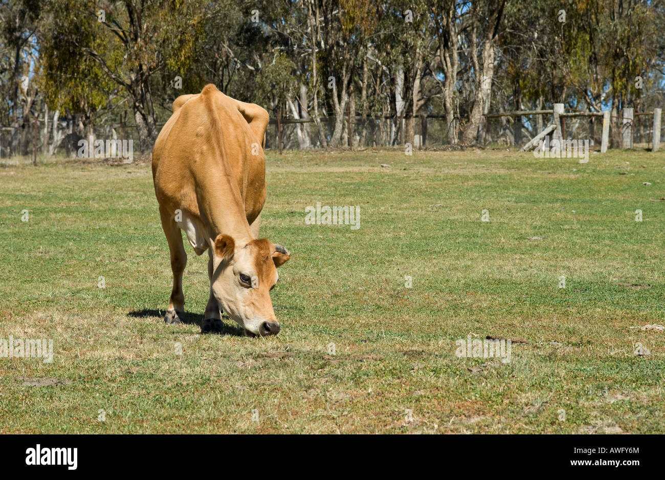 Una mucca mangiare erba in azienda Foto Stock