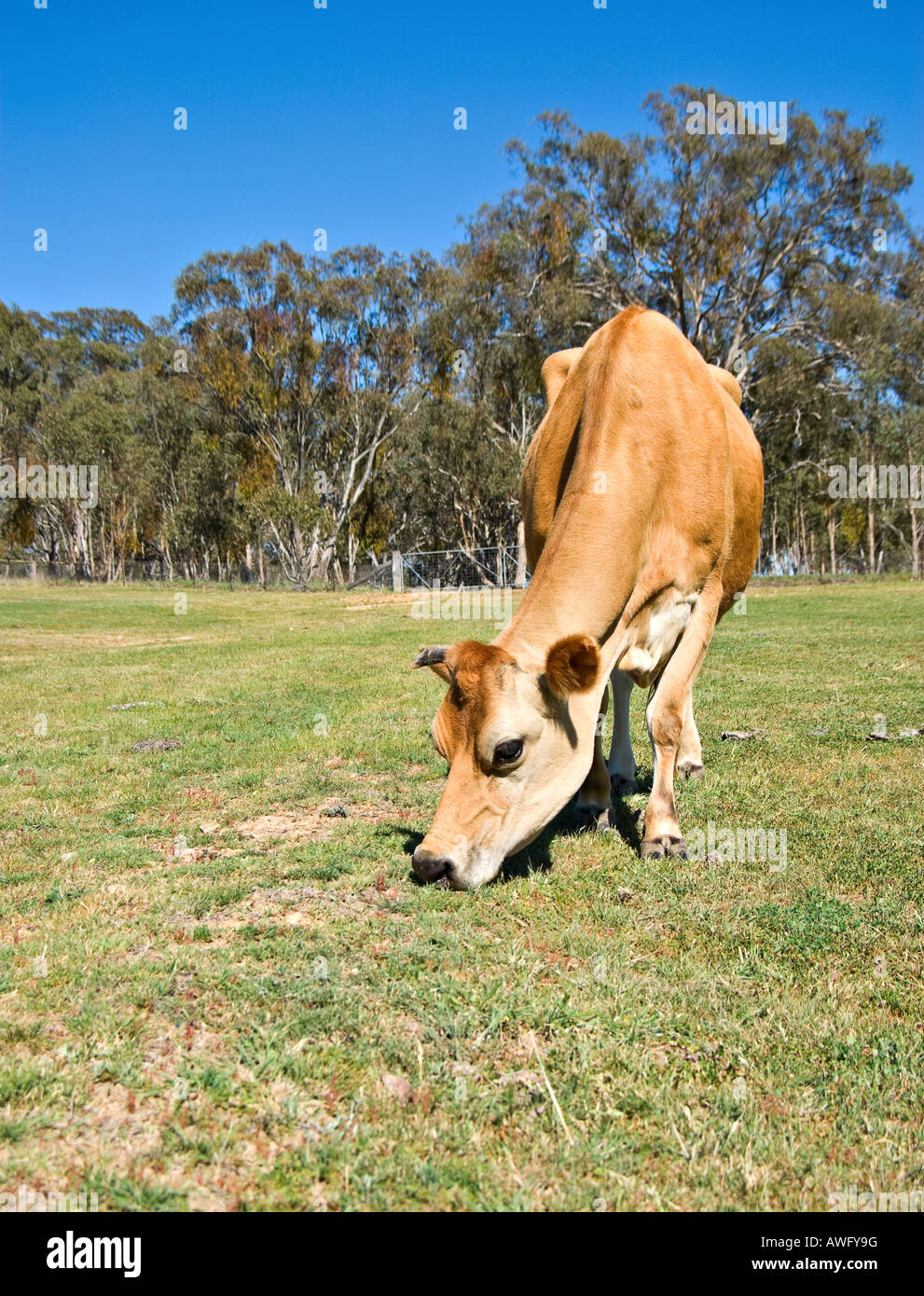 Una mucca mangiare erba in azienda Foto Stock