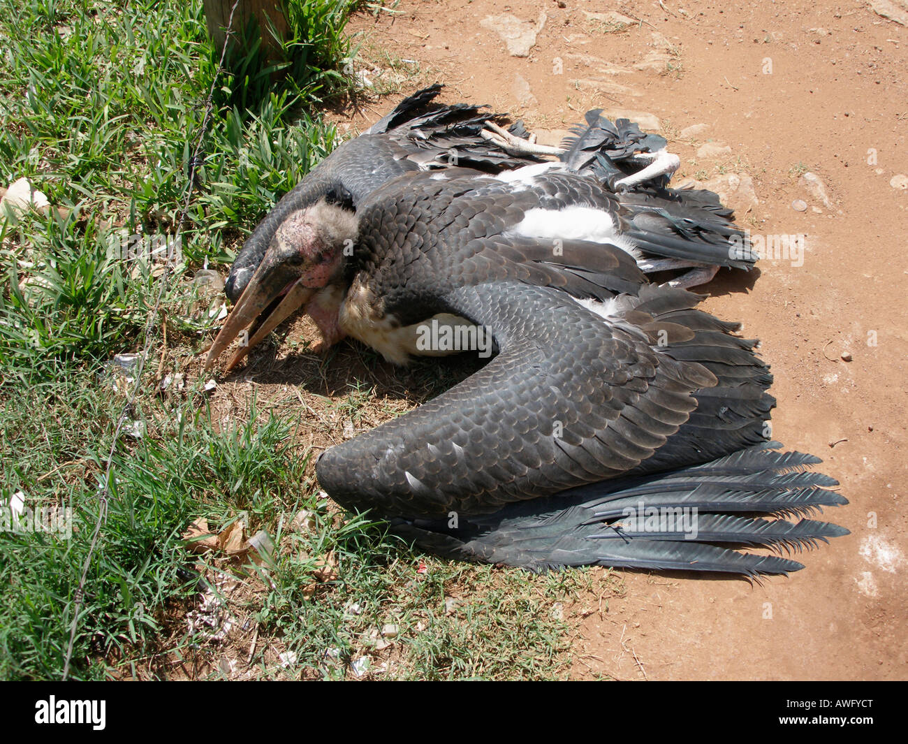 Morendo di Marabou Stork sul ciglio della strada, Uganda Foto Stock