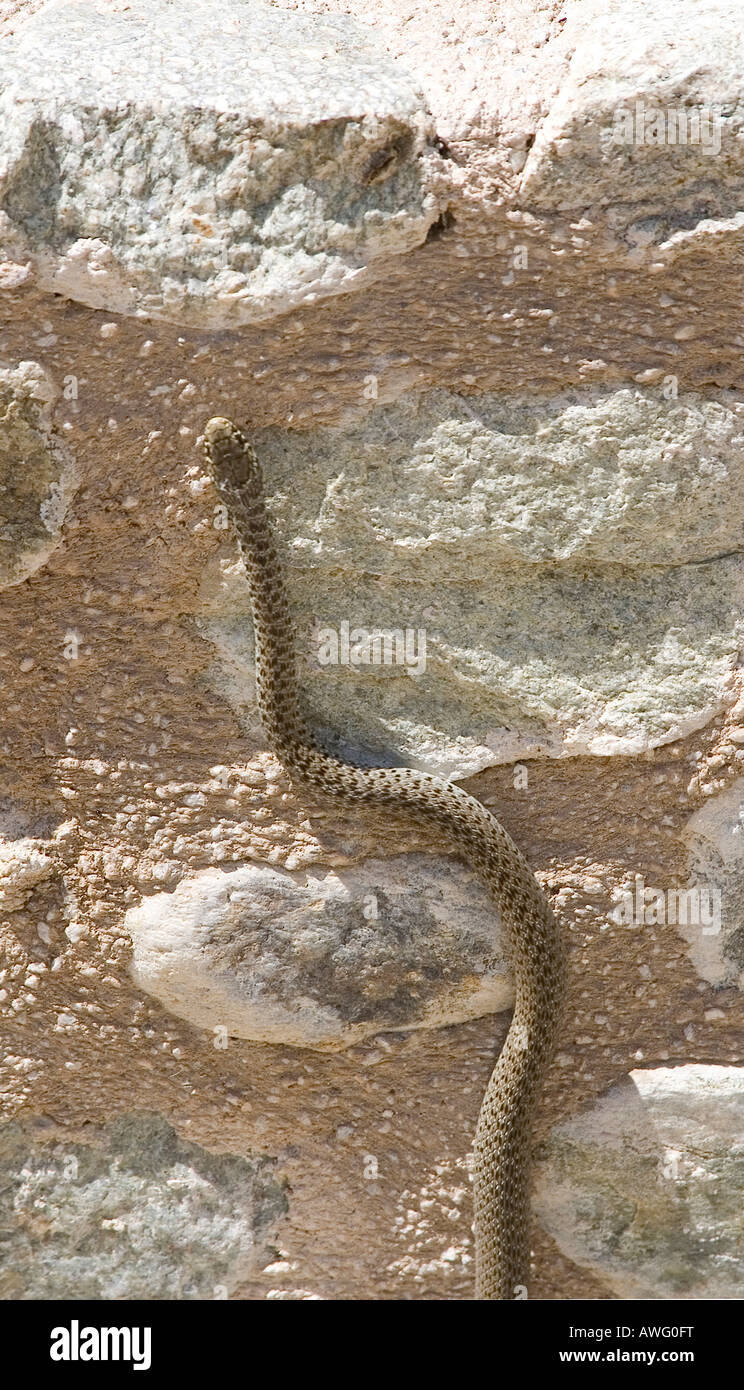 Snake si sposta verso l'alto Foto Stock