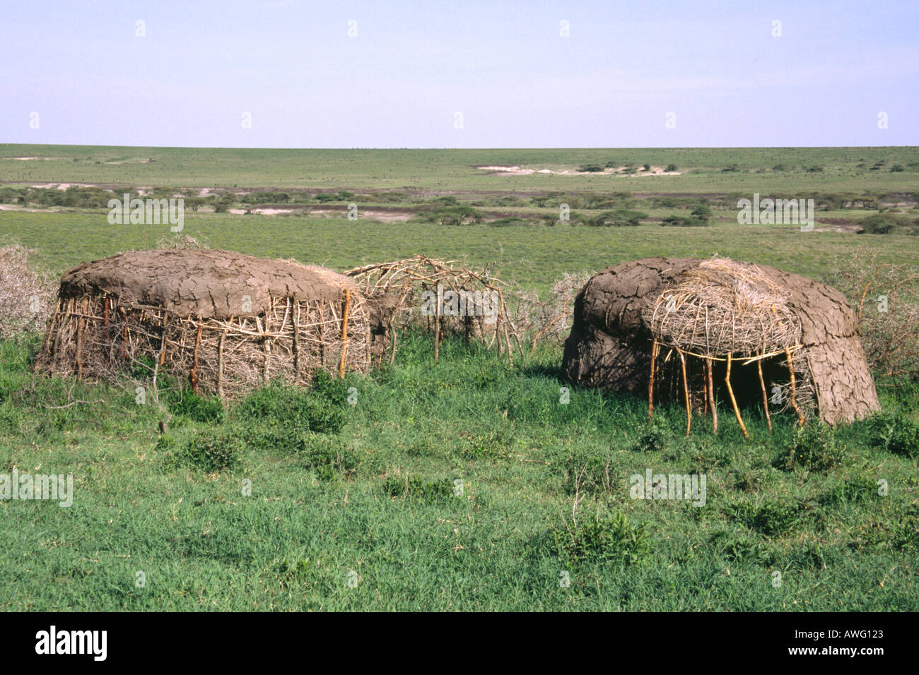 Stagionale manyata Masai utilizzati durante la stagione secca per la movimentazione di bestiame al pascolo di aree idonee costruito di acacia scrub e sterco Foto Stock