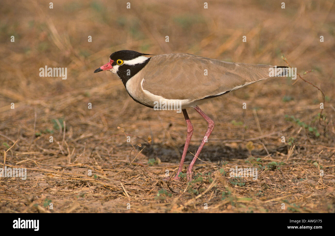 Testa nera Plover Foto Stock