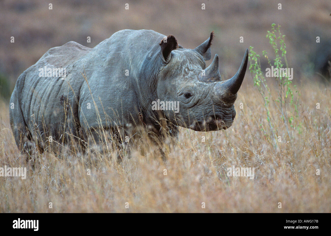 Rinoceronte nero Diceros simum Foto Stock