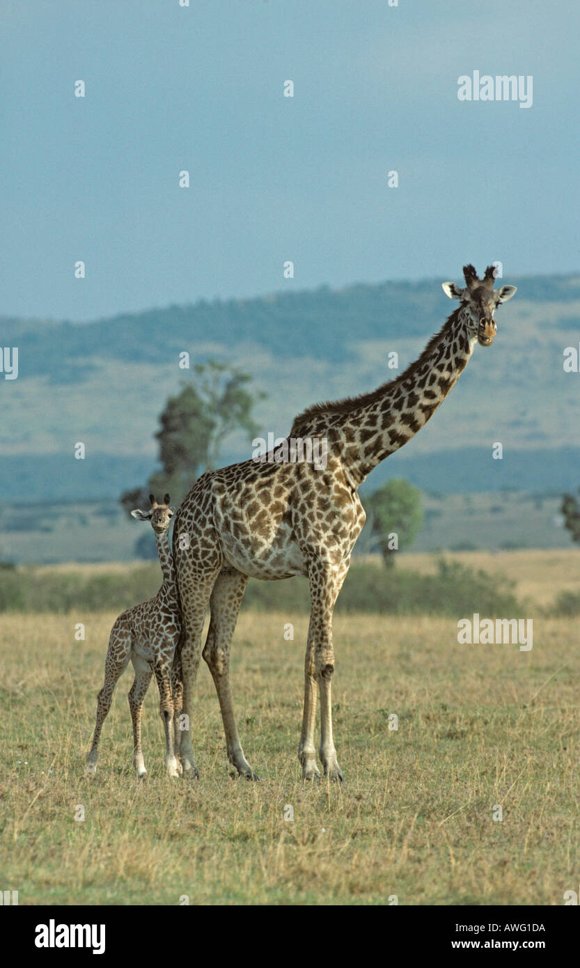 Giraffa camelopardalis Giraffa e vitello Foto Stock