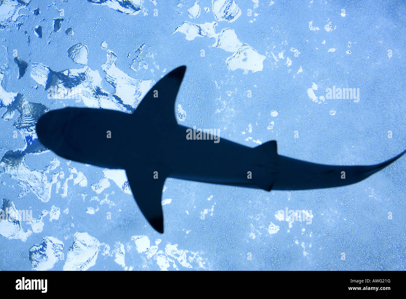 Uno squalo balena Foto Stock