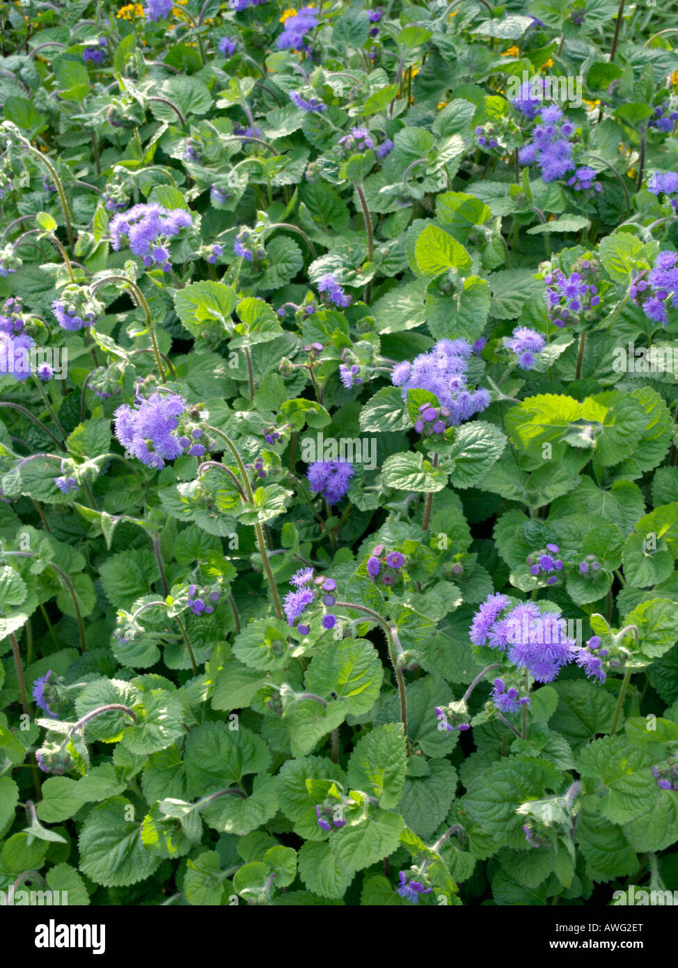 Fiore di filo interdentale (ageratum houstonianum " tetra blaues meer') Foto Stock