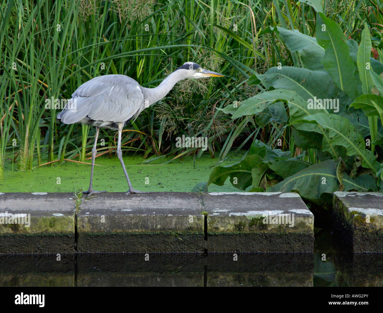 Airone cinerino (Ardea cinerea) Foto Stock
