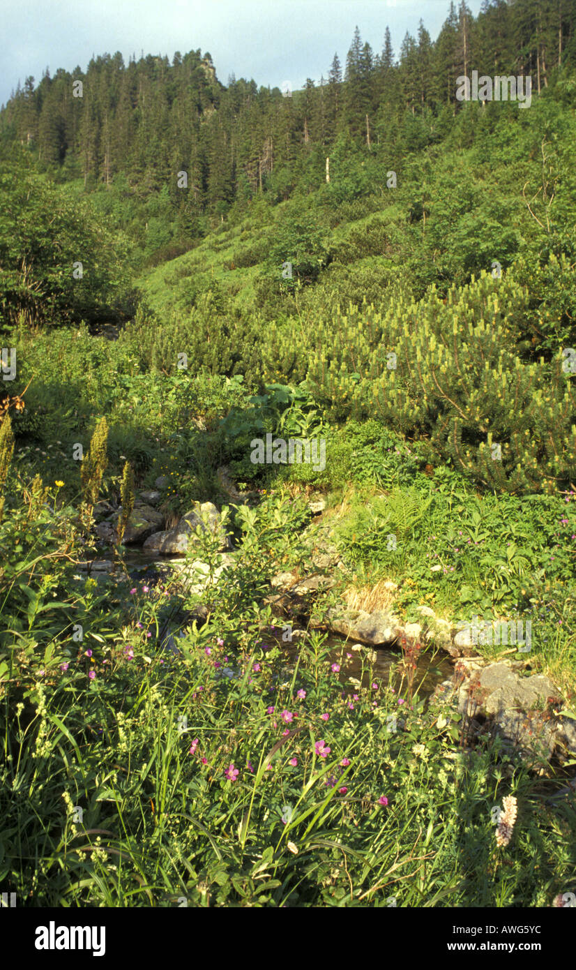 Deserto in Alti Tatra Slovacchia questa zona è inaccessibile al pubblico con percorsi n. Foto Stock