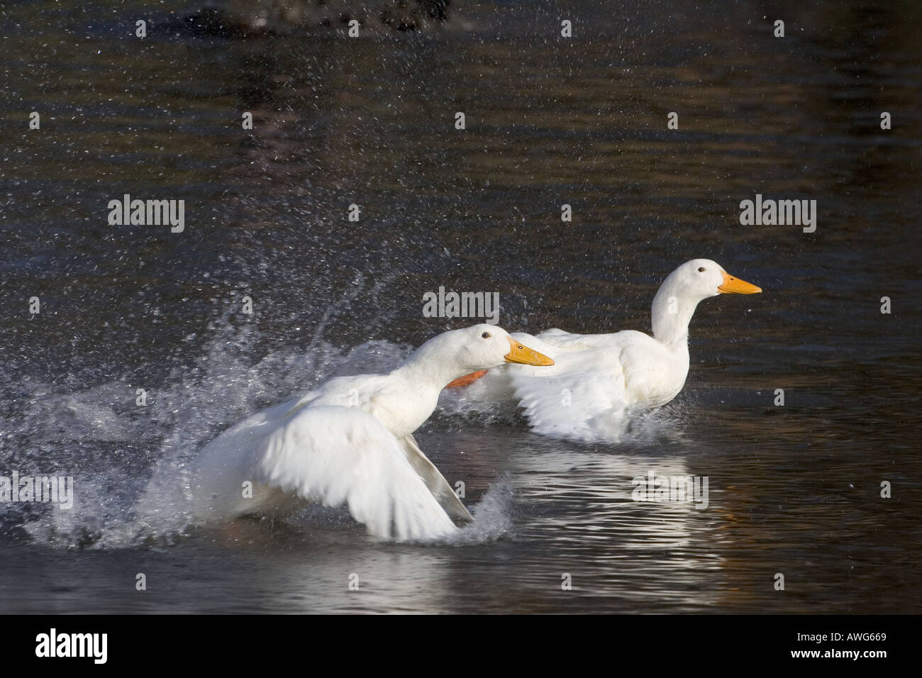 Aylesbury anatre Buckinghamshire UK Winter Foto Stock