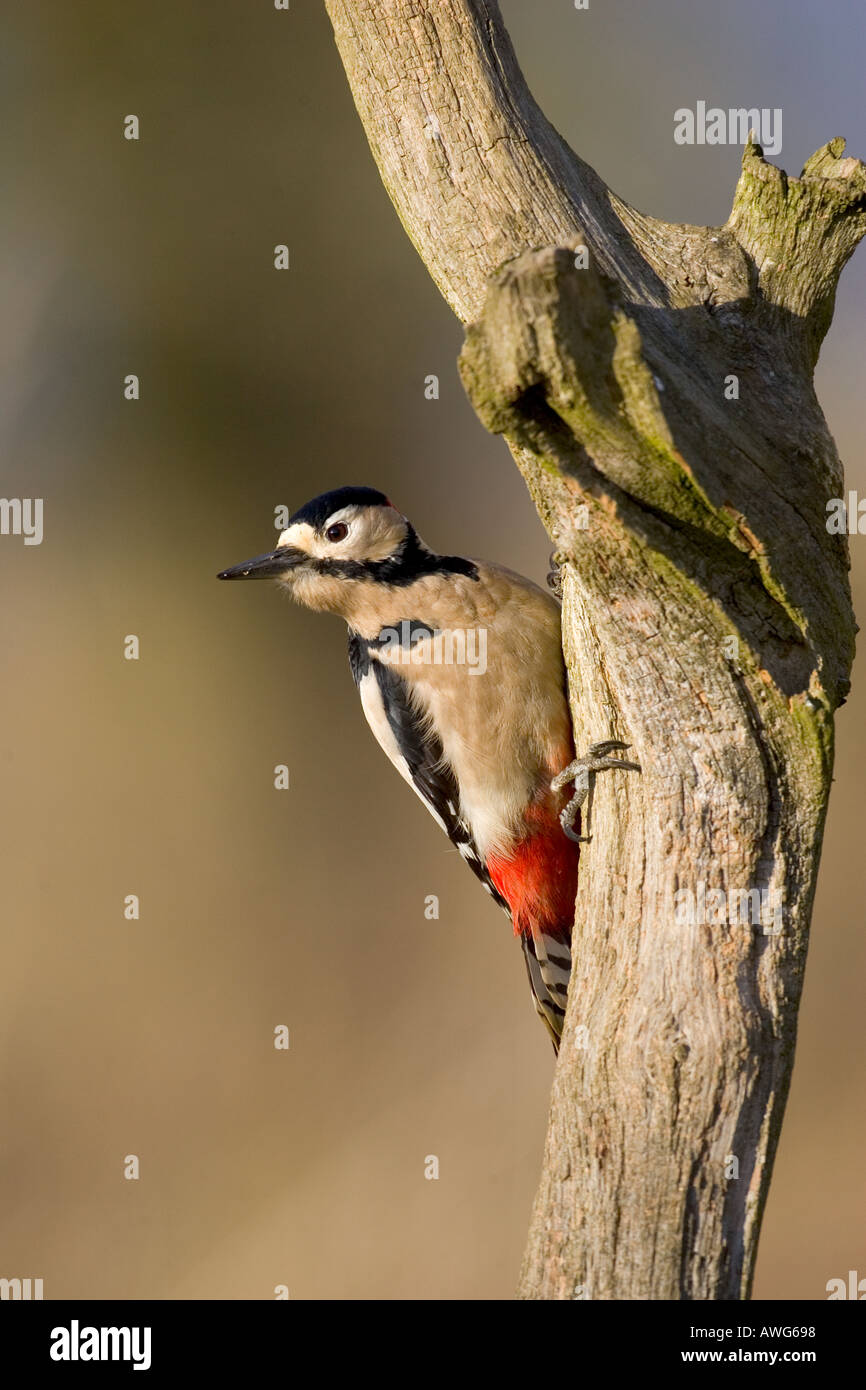 Grande spotted Woodpecker Dendrocopos maggiore appollaiato sul ramo Foto Stock