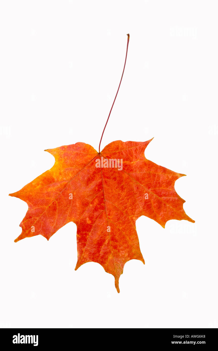 Una foglia di acero che ha cambiato colore nella stagione autunnale Foto Stock