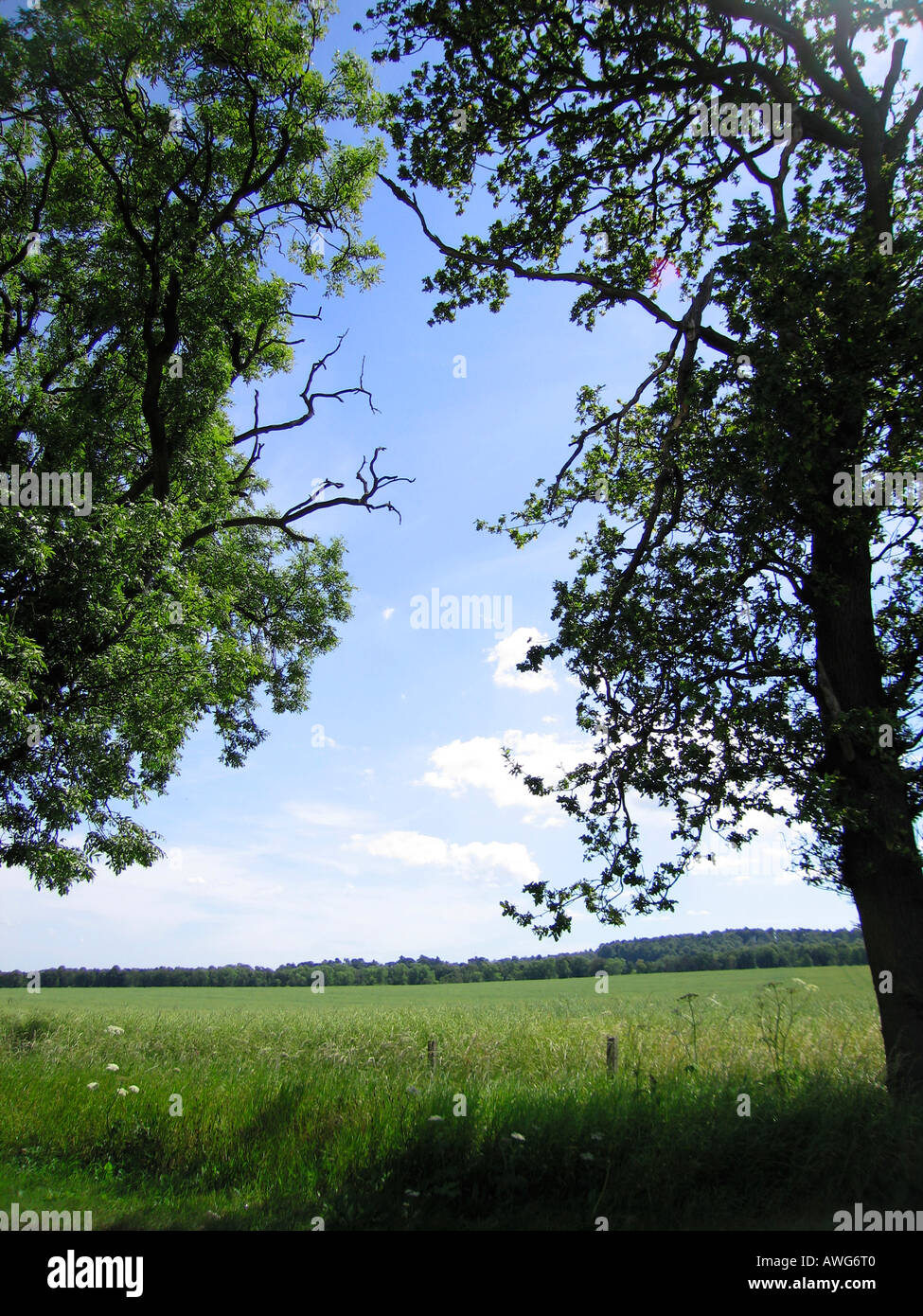 Regno Unito rurale scena in estate incorniciata dagli alberi Foto Stock