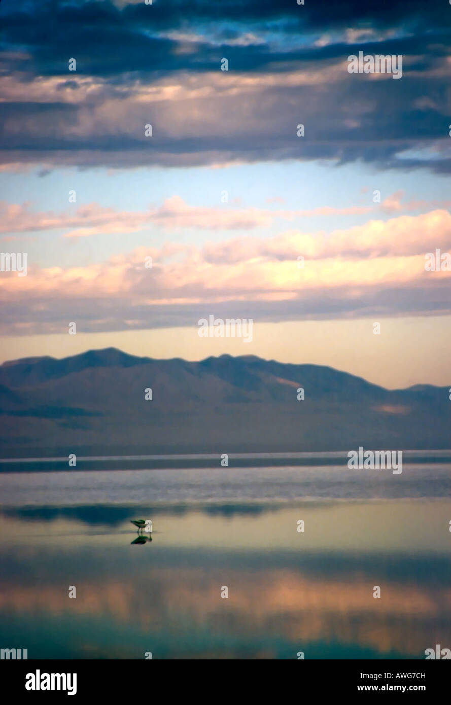 Preso inizio su una metà ottobre mattina nel nord dello Utah, Stati Uniti d'America. Questo waterfowl sta alimentando ancora riflettenti di acque del GSL. Foto Stock