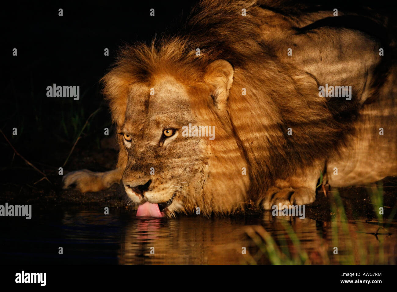 Leone maschio acqua potabile di notte Foto Stock