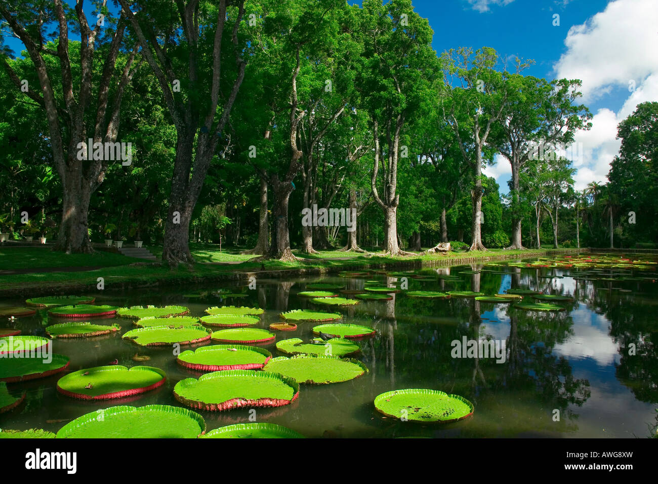 WATER LILIES - Giardino di Pamplemousses - Isola Maurizio Foto Stock