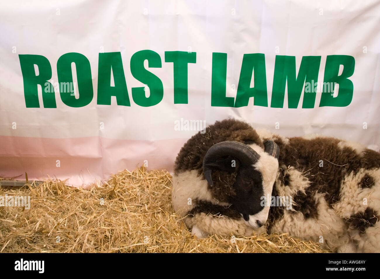 Jacob pecora con arrosto di agnello banner Foto Stock