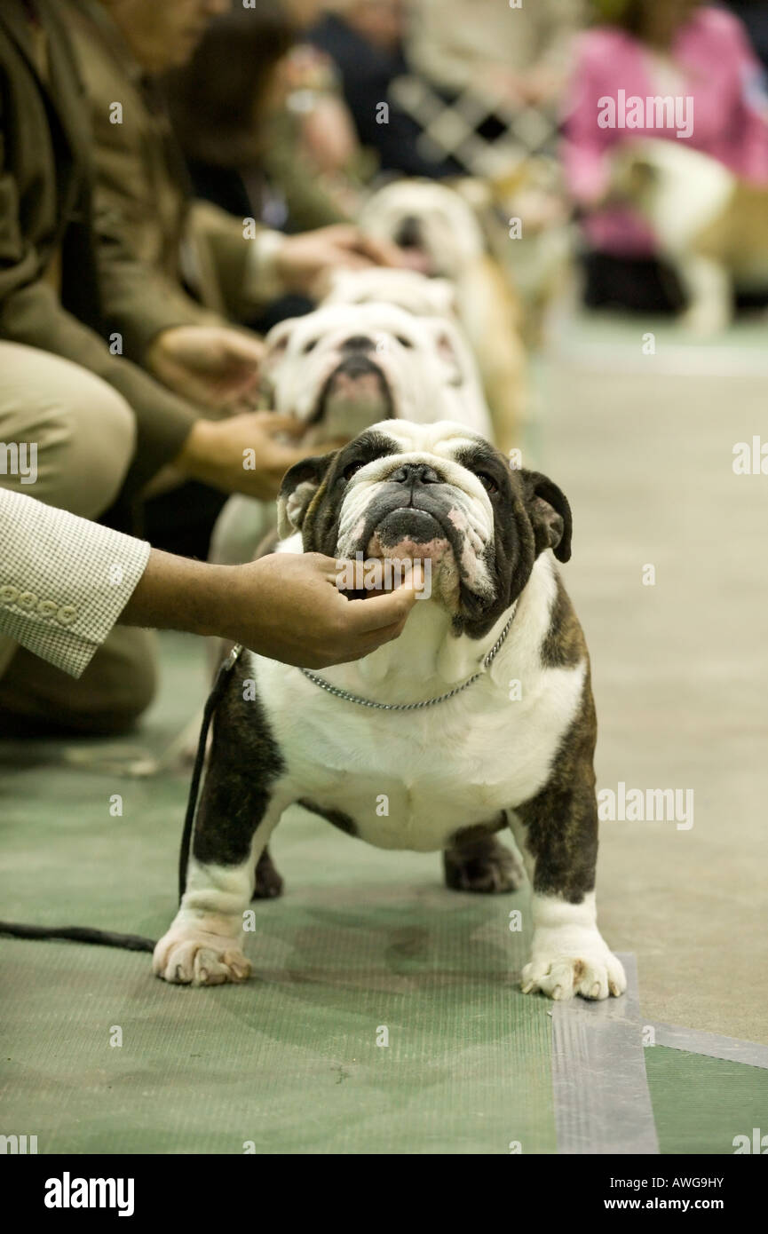Olde English Bulldog giudicare del 2008 a Detroit Kennel Club Dog Show di Detroit Michigan STATI UNITI Foto Stock