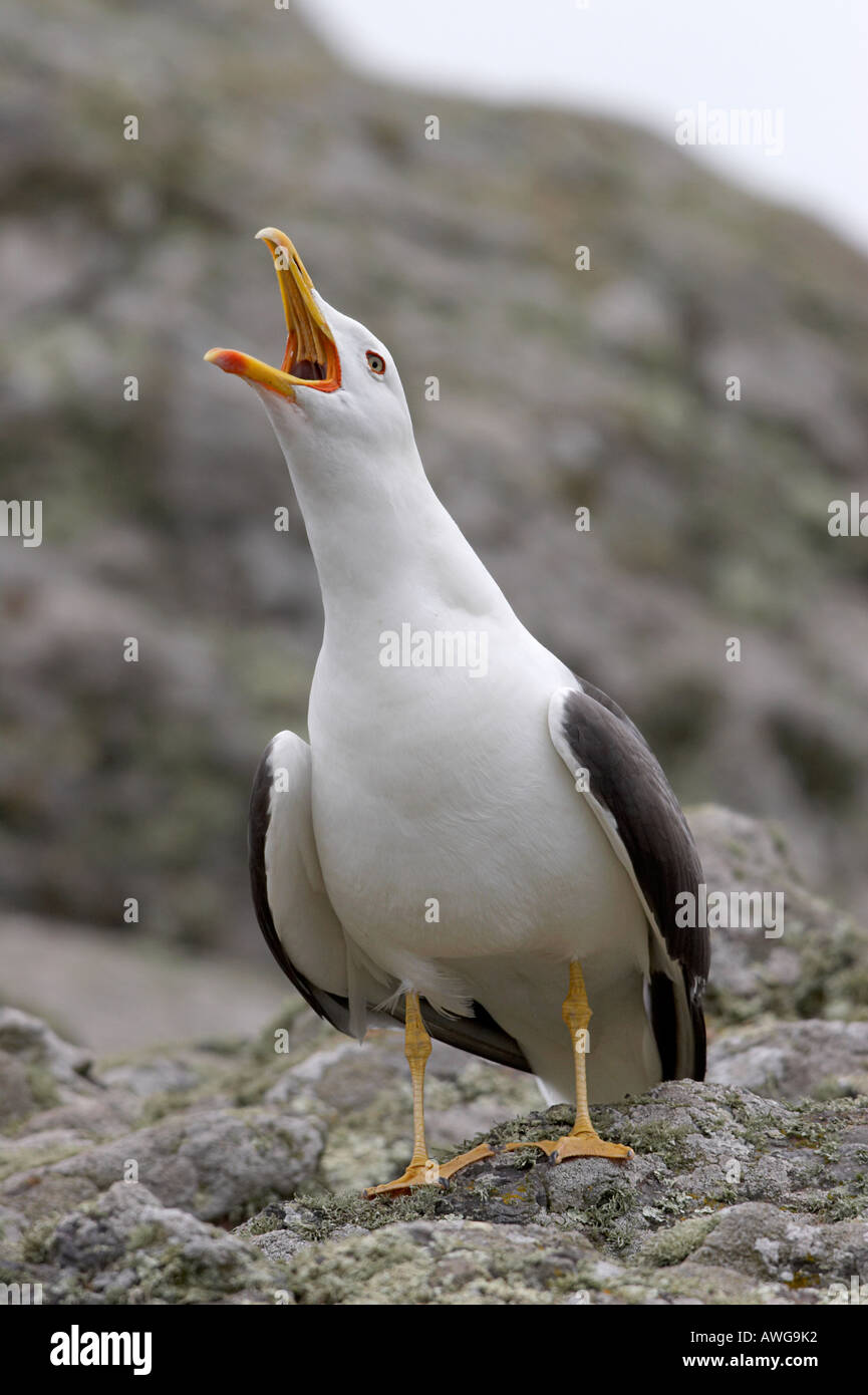 Lesser Black Backed Gull Foto Stock