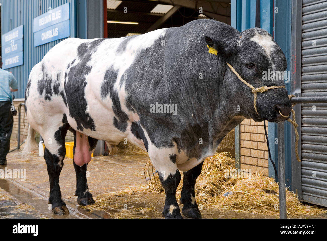 Belga Blue bull essendo lavato giù per mostrare l'anello Foto Stock
