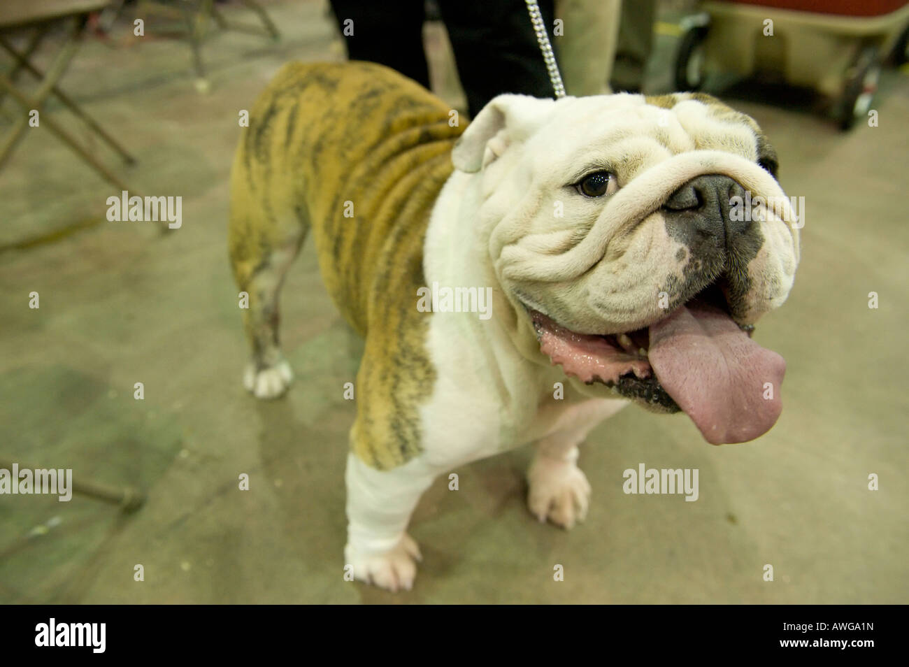 Olde English Bulldog del 2008 a Detroit Kennel Club Dog Show di Detroit Michigan STATI UNITI Foto Stock
