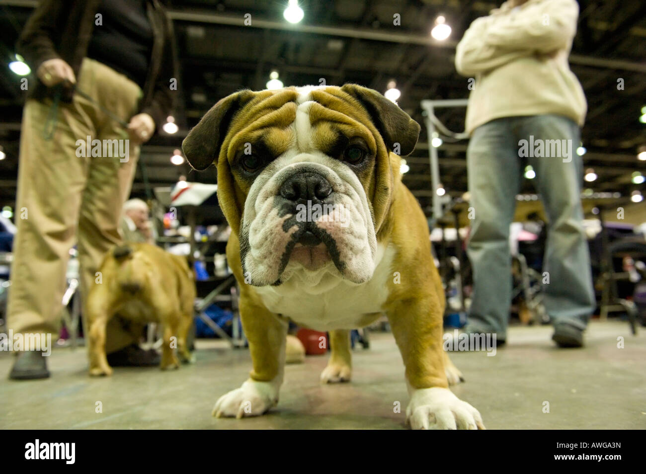 Olde English Bulldog del 2008 a Detroit Kennel Club Dog Show di Detroit Michigan STATI UNITI D'AMERICA. Foto Stock