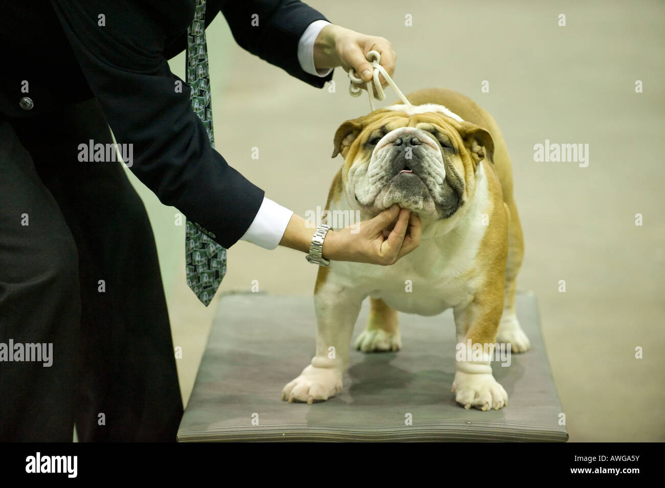 Olde English Bulldog a giudicare del 2008 a Detroit Kennel Club Dog Show di Detroit Michigan STATI UNITI Foto Stock