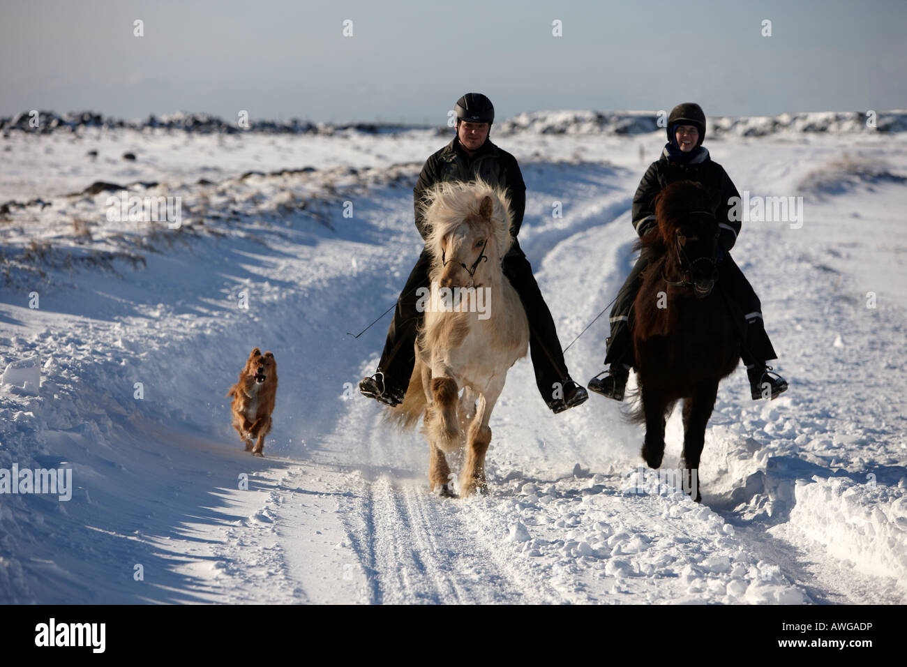 La gente a cavallo nella neve e freddo in Thorlakshofn Islanda Foto Stock