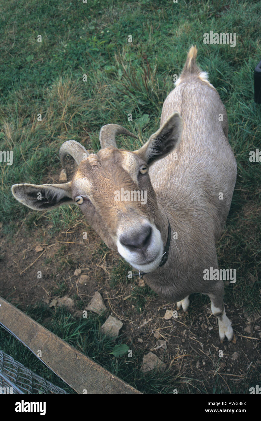 Una capra in un campo Foto Stock