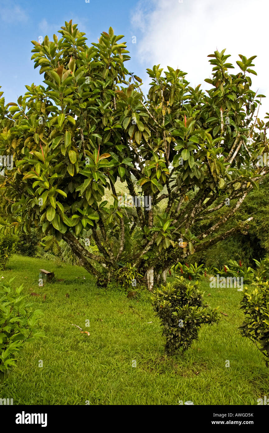 Albero con foglie verdi in giardino Semi-Natural, Grand Etang Visitor Center, Grenada Foto Stock