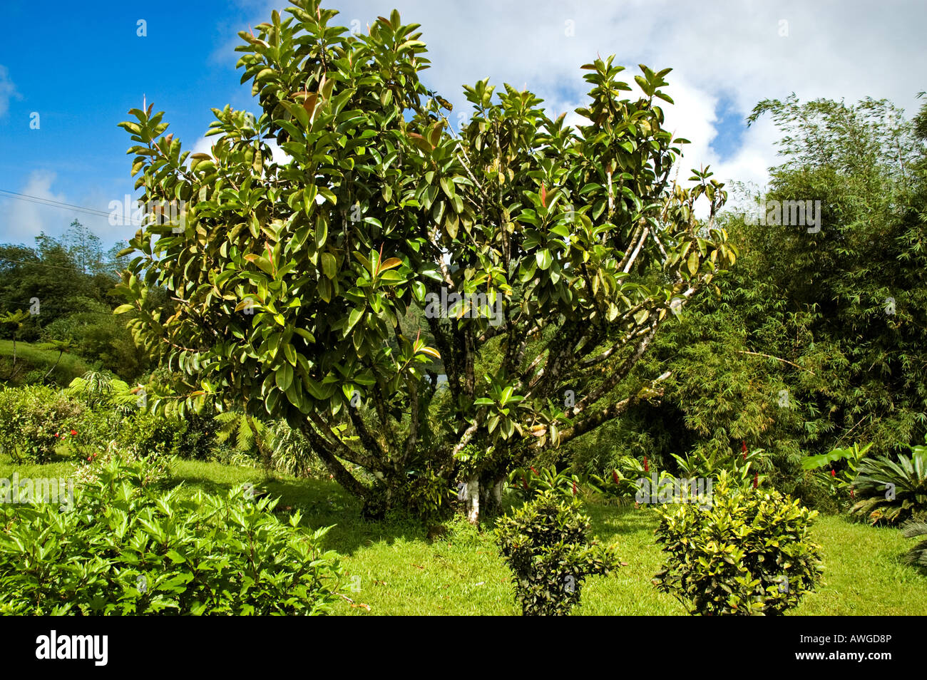 Fiorente piccolo albero nel giardino naturale impostazione, Grand Etang Visitor Center, Grenada Foto Stock