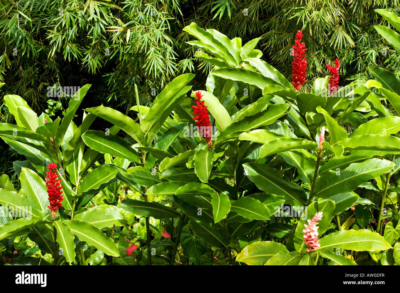 I colori rosso e rosa gigli di zenzero circondato da ampio spada come foglie verdi nel Parco nazionale Grand Etang e riserva forestale, Grenada Foto Stock